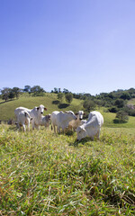 Fototapeta premium Nelore at sun in the pasture of a farm in Brazil. Livestock concept. Cattle for fattening. Agriculture.