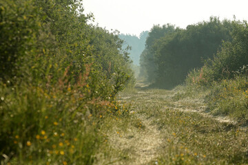 Sunrise in Biebrza National Park, Poland