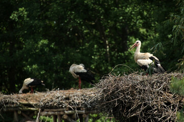 Storks in the nests in Biebrza National Park, Poland