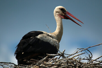 Stork in the nest in Biebrza National Park, Poland
