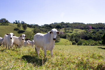 Fototapeta premium Nelore at sun in the pasture of a farm in Brazil. Livestock concept. Cattle for fattening. Agriculture.