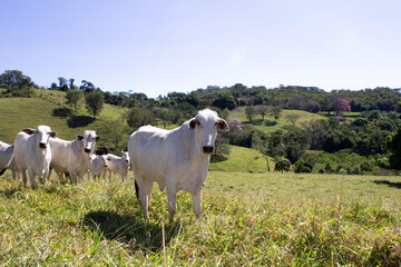 Obraz na płótnie Canvas Nelore at sun in the pasture of a farm in Brazil. Livestock concept. Cattle for fattening. Agriculture.