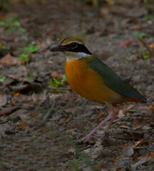 indian pitta bird in food searching