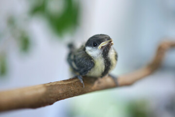 Young baby great tit with grey yellow plumage on twig        