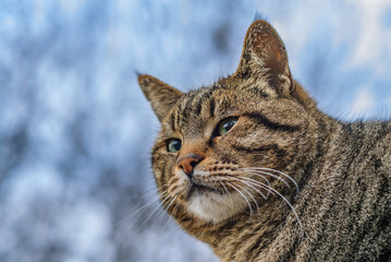 Portrait of a street cat on a background of blue sky