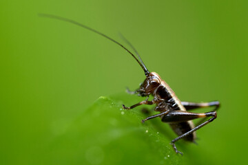 close upm of a grasshopper ready to jump from a leaf