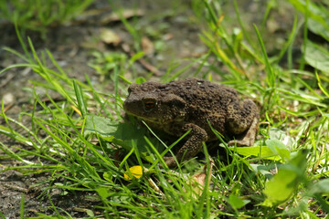 Toad in the grass in Biebrza National Park, Poland