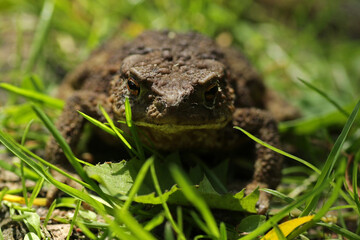 Toad in the grass in Biebrza National Park, Poland