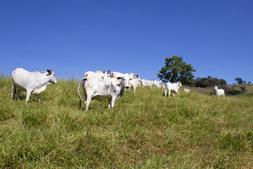Fototapeta na wymiar Nelore at sun in the pasture of a farm in Brazil. Livestock concept. Cattle for fattening. Agriculture.