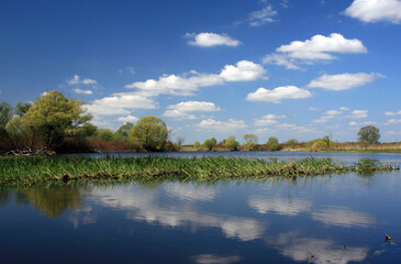 Obraz na płótnie Canvas Landscape od Biebrza river in Biebrza National Park, Poland