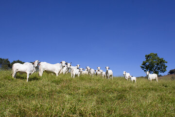 Fototapeta premium Nelore at sun in the pasture of a farm in Brazil. Livestock concept. Cattle for fattening. Agriculture.