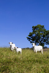 Fototapeta premium Nelore at sun in the pasture of a farm in Brazil. Livestock concept. Cattle for fattening. Agriculture.