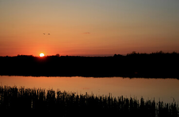 Obraz premium Sunset on the Biebrza river in Biebrza National Park, Poland