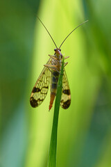 A scorpion fly resting on a leaf