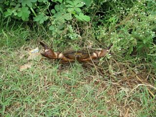 Crustacean group of monuments at hampi
