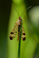 A scorpion fly resting on a leaf