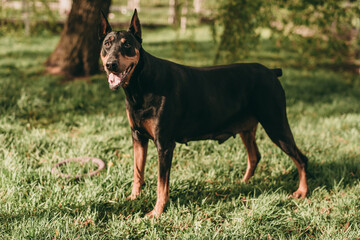 Portrait of a beautiful black with brown dog breed Doberman standing in the park on the green grass in summer.