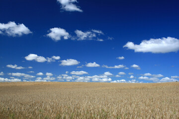 Obraz premium Golden wheat field in Bory Tucholskie National Park, Poland