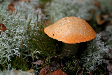 Red-capped scaber stalk mushroom in Bory Tucholskie National Park, Poland