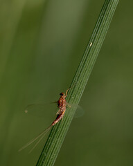 A giant mayfly on a leaf