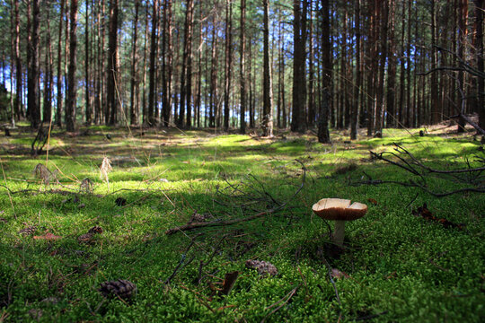 Mushrooms in the forest in Bory Tucholskie National Park, Poland