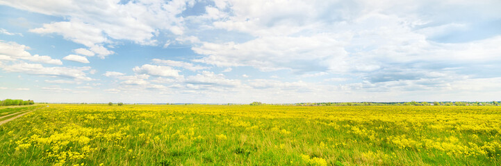 Green field and horizon at sunny day panoramic wide angle view