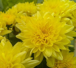 yellow chrysanthemum flower background