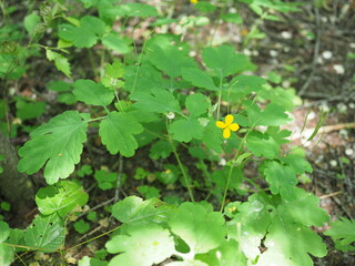 Flowering yellow celandine plant in forest. Chelidonium majus or greater celandine or tetterwort or nipplewort yellow wild flower
