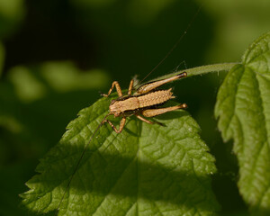 A cricket resting on a leaf