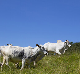 Nelore at sun in the pasture of a farm in Brazil. Livestock concept. Cattle for fattening. Agriculture.