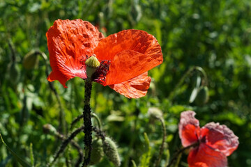 red poppy flower on a field