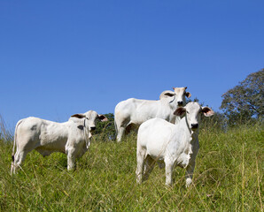 Obraz premium Nelore at sun in the pasture of a farm in Brazil. Livestock concept. Cattle for fattening. Agriculture.
