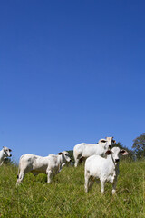 Fototapeta na wymiar Nelore at sun in the pasture of a farm in Brazil. Livestock concept. Cattle for fattening. Agriculture.