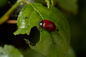 A red beetle climbing a leaf