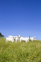 Nelore at sun in the pasture of a farm in Brazil. Livestock concept. Cattle for fattening. Agriculture.