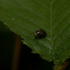 brown mirid ruber bug  on a leaf