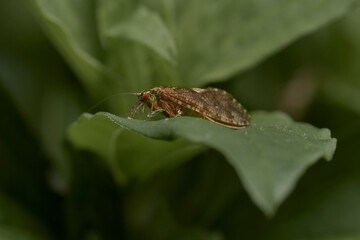 A smal fly insect on a leaf