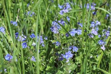 
Small blue flowers in a thicket of green grass