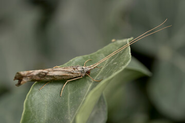 a mottled sedges on leafs