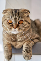 a beautiful cat with yellow eyes looks into the frame