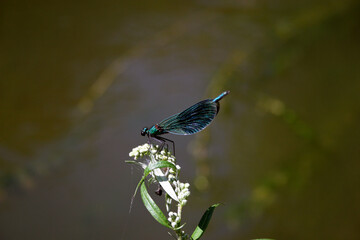 Dragonfly in Bory Tucholskie National Park, Poland