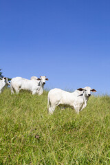 Nelore at sun in the pasture of a farm in Brazil. Livestock concept. Cattle for fattening. Agriculture.