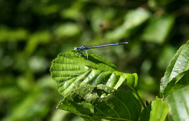 Dragonfly in Bory Tucholskie National Park, Poland