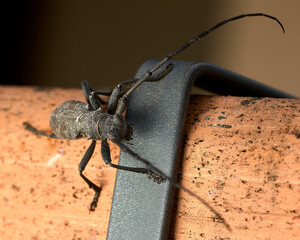 Close up of a long horned beetle
