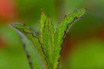 Fototapeta na wymiar Close-up of green mint plants