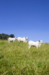 Fototapeta premium Nelore at sun in the pasture of a farm in Brazil. Livestock concept. Cattle for fattening. Agriculture.