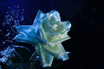 Fototapeta premium Closeup beautiful white and blue rose with water drops. white rose flower macro in bubbles on a black background. Drop, bubble, water, blue light
