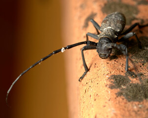 Close up of a long horned beetle