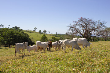 Naklejka na ściany i meble Nelore at sun in the pasture of a farm in Brazil. Livestock concept. Cattle for fattening. Agriculture.