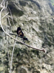 dragonfly on a branch
